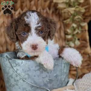 Figo, Mini Bernedoodle Puppy